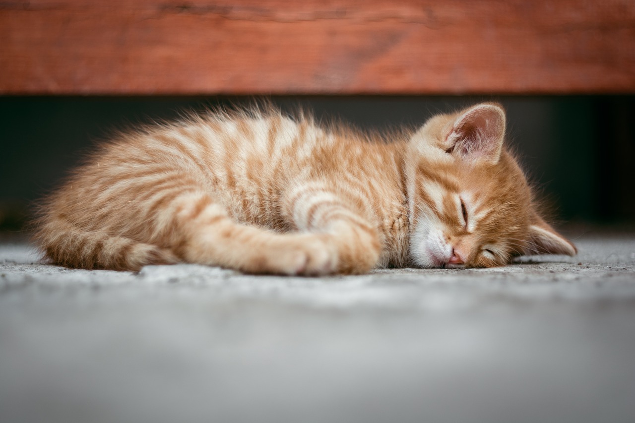 why-does-your-cat-want-to-sleep-with-you-flipboard